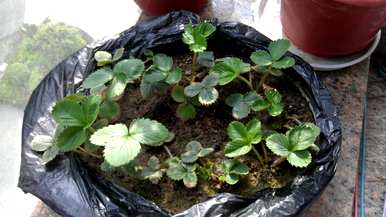 新手如何种植草莓籽视频，新手如何种植草莓籽