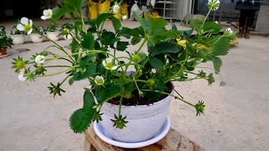 新手如何种植草莓籽视频，新手如何种植草莓籽