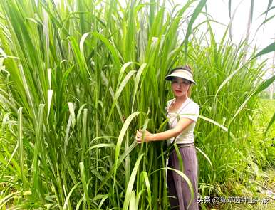 什么时候种甜象草最好，什么时候种甜象草最好？