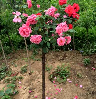月季花嫁接成活率高，月季花嫁接成活率高