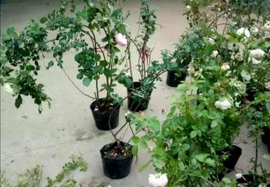 月季花嫁接成活率高，月季花嫁接成活率高