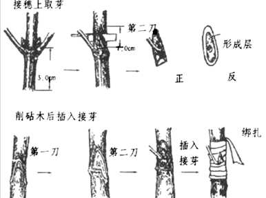 月季花嫁接成活率高，月季花嫁接成活率高