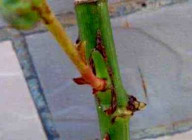 月季花嫁接成活率高，月季花嫁接成活率高