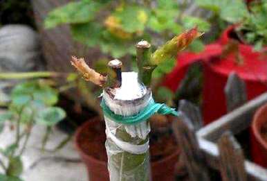月季花嫁接成活率高，月季花嫁接成活率高