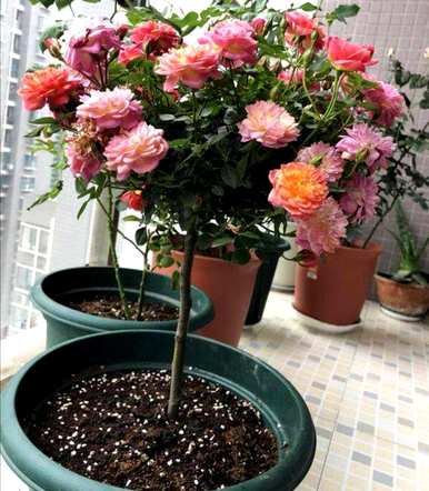 月季花嫁接成活率高，月季花嫁接成活率高