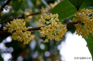 桂花品种最好，看叶子区分桂花品种