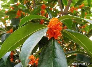 桂花品种最好，看叶子区分桂花品种