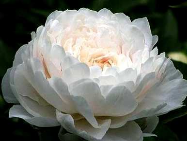 牡丹花怎么养才能开花？牡丹花什么季节开花？