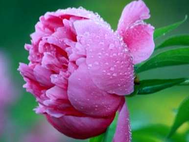 牡丹花怎么养才能开花？牡丹花什么季节开花？
