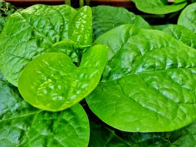 木耳菜不发芽的原因是什么？如何种植木耳菜容易发芽？