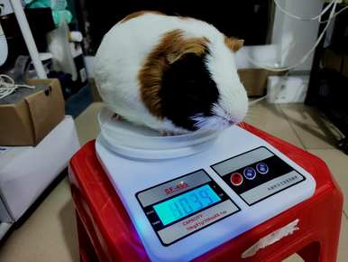 新手养豚鼠要注意什么，新手养豚鼠要注意什么？