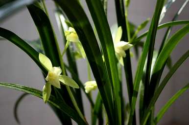 茴香菖蒲如何种植才能生长旺盛，菖蒲如何种植才能更旺盛