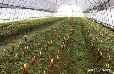 冬虫夏草花种植技术如何？如何种植冬虫夏草花产量高？