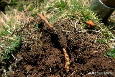 冬虫夏草花种植技术如何？如何种植冬虫夏草花产量高？