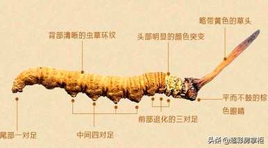 冬虫夏草花种植技术如何？如何种植冬虫夏草花产量高？