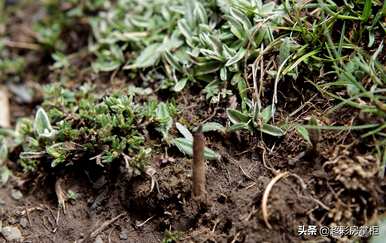 冬虫夏草花种植技术如何？如何种植冬虫夏草花产量高？