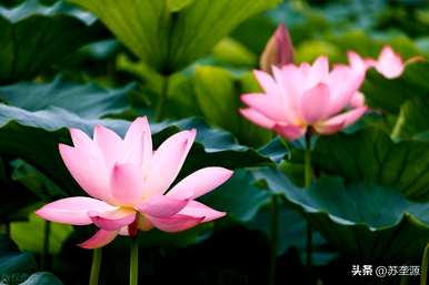 夏季开花有什么寓意，夏季开花有什么寓意？