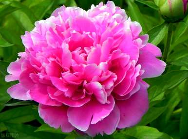 牡丹花哪个季节开花最旺，牡丹花哪个季节开花