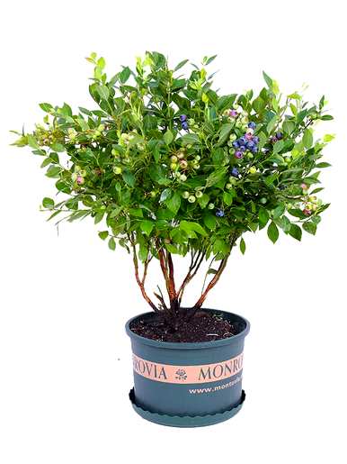 如何种植蓝莓幼苗？蓝莓可以在北方种植吗？