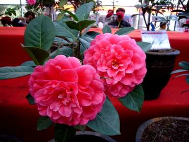 香妃茶花养护方法，茶花如何养护管理