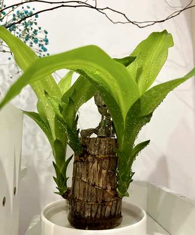 水里养的花有哪些，石头水里养的花有哪些？