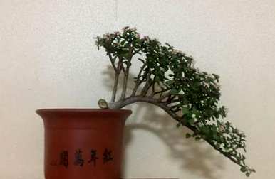 如何养殖金枝玉叶花卉，金枝玉叶出锦养殖方法