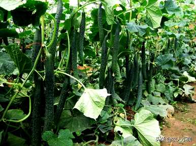 夏天适合种什么蔬菜，夏天适合种什么蔬菜苗？