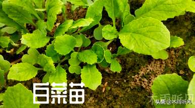 什么时候种卷心菜最合适，种卷心菜几天浇水最合适