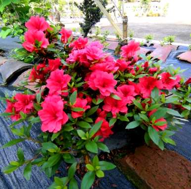杜鹃花夏天怎么度过，杜鹃花夏天怎么养？