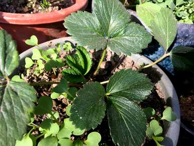 如何种植和浇水草莓盆栽，如何种植和浇水草莓盆栽，施用什么肥料？
