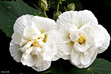 芙蓉花怎么养才能养好枝条，芙蓉花怎么养才能养好