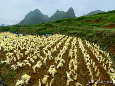 韭菜无土种植方法，如何种植韭菜黄？