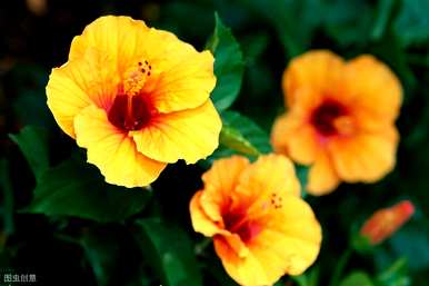 芙蓉花怎么养才能养好枝条，芙蓉花怎么养才能养好