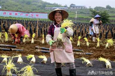 韭菜无土种植方法，如何种植韭菜黄？