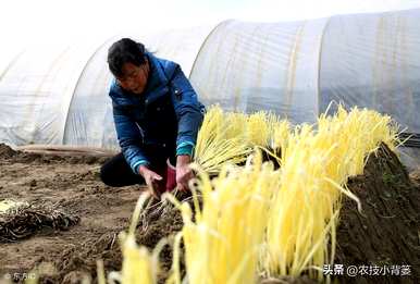 韭菜无土种植方法，如何种植韭菜黄？