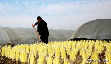 韭菜无土种植方法，如何种植韭菜黄？