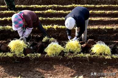 韭菜无土种植方法，如何种植韭菜黄？