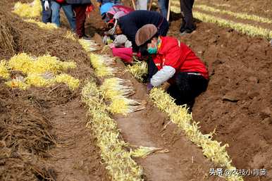 韭菜无土种植方法，如何种植韭菜黄？