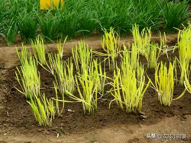 韭菜无土种植方法，如何种植韭菜黄？