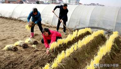 韭菜无土种植方法，如何种植韭菜黄？