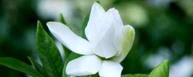 养栀子花几天浇一次水，栀子花几天浇一次水最好