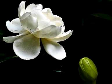 养栀子花几天浇一次水，栀子花几天浇一次水最好