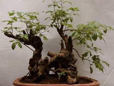 如何维护黄荆盆景？黄荆盆景修剪视频