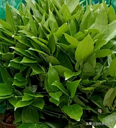 平安树太茂盛了，需要修剪吗？平安树如何繁殖繁茂的枝叶？