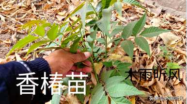 香椿什么时候种最好，香椿什么时候种最好？
