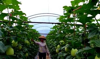 什么季节种哈蜜瓜，湖南种什么哈蜜瓜？