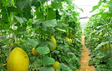 什么季节种哈蜜瓜，湖南种什么哈蜜瓜？