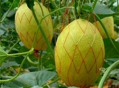 什么季节种哈蜜瓜，湖南种什么哈蜜瓜？