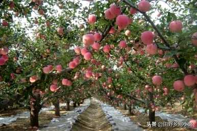 在我的院子里种一棵苹果树风水好吗？怎样种一棵苹果树？