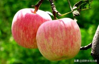 在我的院子里种一棵苹果树风水好吗？怎样种一棵苹果树？